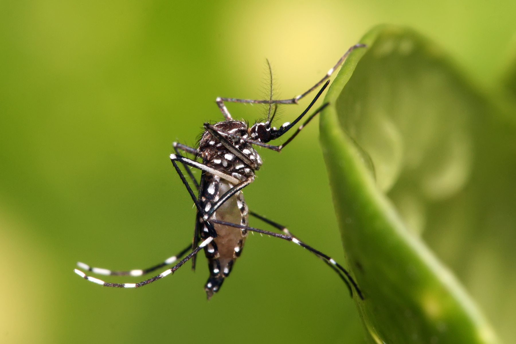 Aedes Aegypti